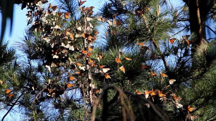 Mga resulta ng larawan para sa Monarch butterflies migrates to Pacific Grove, California"