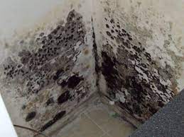 Eliminate any leaks, condensation and excess humidity, since reducing moisture is the most important way to combat basement mold. How To Remove Mold Black Mold In Basement