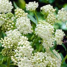 Image result for Asclepias albens