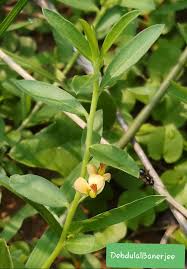 Image result for Polygala erioptera