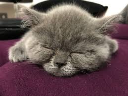 Incir Deli Dunya Tatlisi Gri Cankiz Guzel Suratli Kedi Kedim Cat My Cat Crazy Grey Sweety Little Girl British Shortha Kedi Evcil Hayvanlar Hayvan