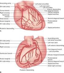 Coronary circulation is the circulation of blood in the blood vessels that supply the heart muscle (myocardium). Number Of Diagonal Arteries Arterial Supply Of The Heart Right And Left Coronary Artery Bertawewevqepy