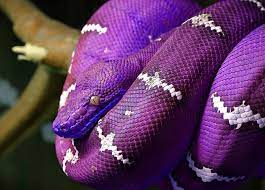 Barney Phase Emerald Tree Boa Purple Snake Viper Snake Snake