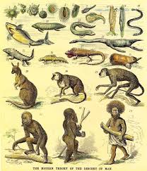 The basic theory was developed by both darwin and wallace, however, darwin gave a much fuller argument. Vishnu Dasavatar And Darwin Evolution Theory Of Man Puranas