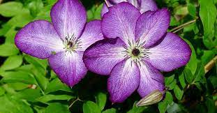 Plant profile of clematis 'venosa violacea' on gardenersworld.com. Clematis Viticella Venosa Violacea