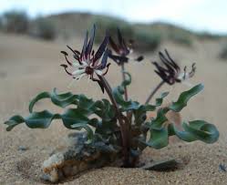 Image result for Ornithoglossum