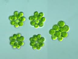 Image result for Coelachyrum