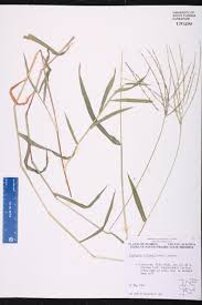 Image result for Digitaria calcarata