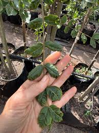 Image result for Hippocratea volkensii