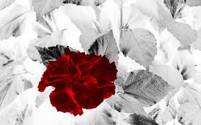 Oil on canvas, 36 x 30 inches. Page 2 Autumn Rose 1080p 2k 4k 5k Hd Wallpapers Free Download Wallpaper Flare