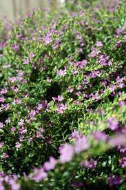 Spanish Mexican Heather Heather Plant Flower Garden My Secret Garden
