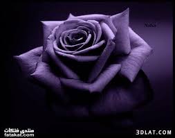 ورد بنفسجي رائع للتصميم صور ورد بنفسجي للتصميم Purple Roses Wallpaper Purple Roses Beautiful Flowers Wallpapers