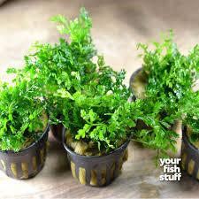 Image result for Bolbitis