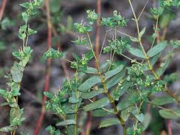 Image result for Euphorbia hyssopifolia