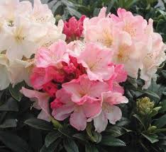 Pin On Rhododendron