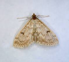 Image result for Anania perlucidalis