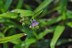 Image result for Murdannia tenuissima