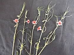 Image result for Sesamum alatum