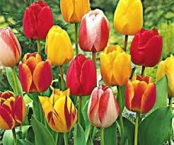 Chiunque abbia avuto modo di vedere le immense distese di campi di tulipani multicolore che tappezzano la campagna in primavera sa bene il perché. I Bulbi Dei Tulipani Olandesi Come E Quando Piantarli Coltivazione Biologica