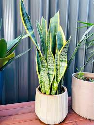 Image result for Sansevieria trifasciata