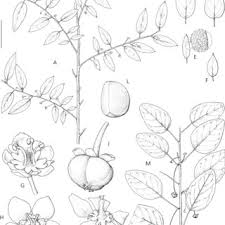 Image result for Paranecepsia alchorneifolia