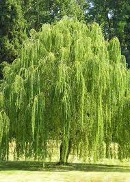 Decorators and home designers can make good use of these. Weeping Willow Tree Tlc Garden Centers