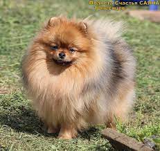 nasha podrastayushaya sayana gorilla animals