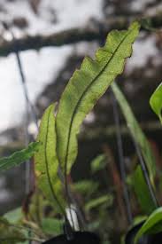 Image result for Elaphoglossum spathulatum