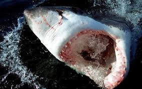 Mccosker, authors of the book the great white shark (1991), have also largely discounted the claim of the maltese fisherman. Young Great White Sharks Eat Off The Floor Scientific American