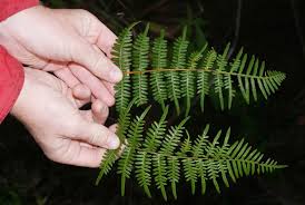 Image result for Dennstaedtiaceae