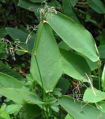 Image result for Thalia geniculata