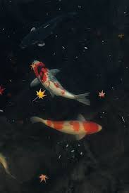 Aesthetic Black And White Koi Fish Wallpaper Pin By Meus Papeis De Parede Wallpap On Papel De Parede Wallpaper Lockscreen In 2020 Aesthetic Pictures Nature Aesthetic Aesthetic Wallpapers