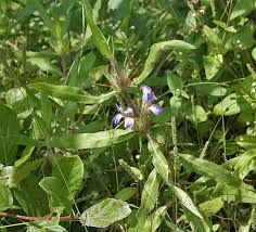 Image result for Hygrophila schulli