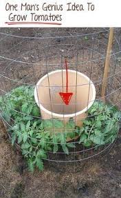 One Man S Genius Idea To Grow Tomatoes Bestblog One Man S Genius Idea To Grow Tomatoes Genius Grow Idea Mans T In 2020 Pflanzen Pflanzideen Garten Pflanzen
