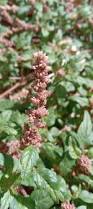 Image result for Amaranthus deflexus