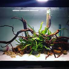 Alphonse Has Updated Digs I Was Having A Problem With Weird Brown Algae So I Added Some Nice Hardy Fish Aquarium Decorations Tropical Fish Aquarium Aquascape
