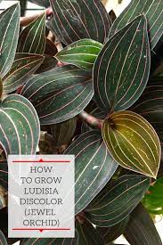 How To Grow Ludisia Discolor The Beautiful Jewel Orchid Jewel Orchid Orchid Soil Orchids