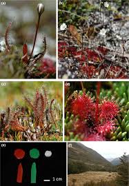 I care for it like any other spatulata in my. Drosera Arcturi A And C D Spatulata B And D Leaf Shape Green Download Scientific Diagram