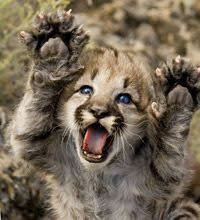 Baby Mountain Lion Mountain Lion Kitten Raising Both Paws Cute Animals Wild Animals Photos Cute Baby Animals