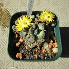 Image result for Cyclantheropsis parviflora