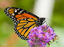 Read along to learn how to attract monarch butterflies to your garden, safely raise monarch caterpillars in an enclosure, and release them as butterflies! Monarch Butterfly Zxc Wiki