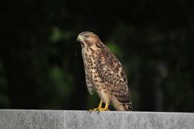 The question arose because of a unique feature found in the juveniles of the species. Juvenile Red Tail Hawk In Austin This Is One Of 2 Hawks Raised Near My House Austin