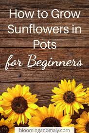 How To Grow Sunflowers In Pots For Beginners In 2020 Growing Sunflowers Sunflower Growing