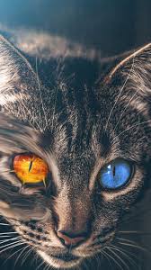 Heterochromia Cat Iphone Wallpaper Cats Iphone Animal Wallpaper Iphone Wallpaper Images