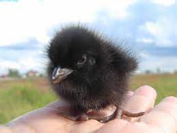 Baby Crow 9gag