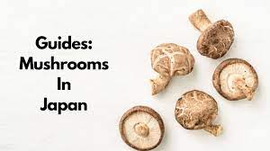 7 Types Of Japanese Mushroom The Best Guide To Japanese Mushrooms Best Japanese Products
