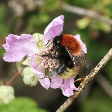 Image result for Bombus muscorum