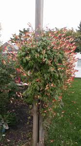 Image result for Mina lobata