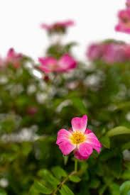 Basically, you can go on vacation and not worry about the drift ® drooping while. Pink Drift Rose Bushes For Sale Online The Tree Center