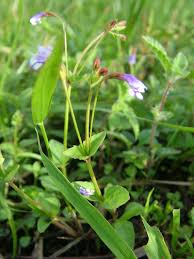 Image result for Linderniaceae